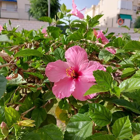 Apartment Spacious Flat 100m From Beach-nerja-spain *